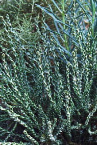 Ozothamnus selago var macrophyllum